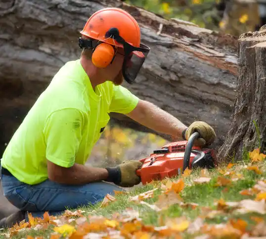 tree services Williamsville